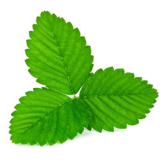 Young leaf of a wild strawberry isolated on a white background.