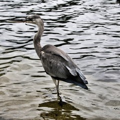 A Grey Heron in the water