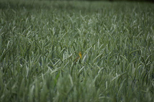 Chirio en el campo