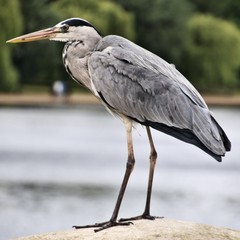 great blue heron