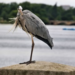 great blue heron