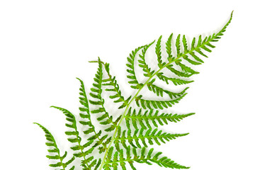 Fresh green fern leaf isolated on a white background.