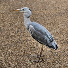 great blue heron