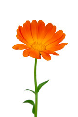 Calendula flower isolated on a white background.