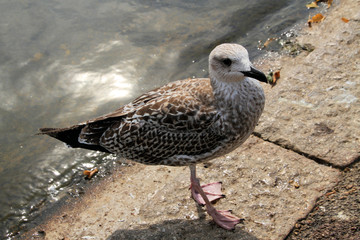 seagull on the rocks