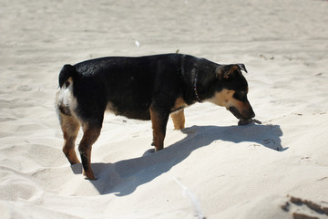 dog sniffing something in the sand © Paulina