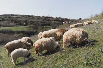 Sheep's pasture in the mountains