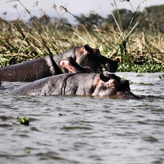 A view of some Hippos in the water