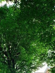 trees in the park
