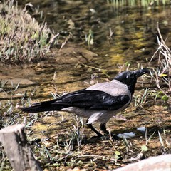 crow on the ground
