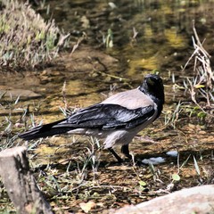 crow on the ground