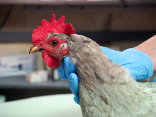 The veterinarian examines the chicken