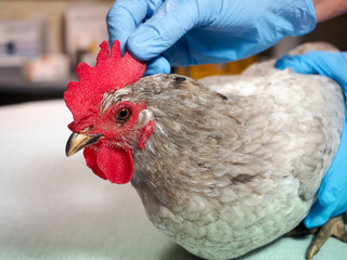 The veterinarian examines the chicken