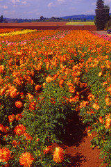 EPSON scanner image Oregon Dahlia Festival