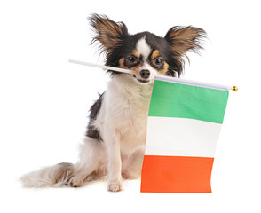 Chihuahua with a Italian flag