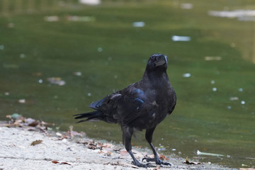 crow in water