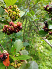 photo of chokeberry ripening on a branch on a cloudy day