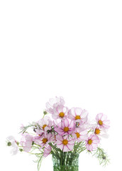 Obraz na płótnie Canvas Fresh Delicate Pink and White Cosmos Flowers on White Background