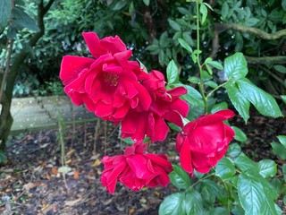 Red roses with green leaves, hanging near a wall in, Rawdon, Leeds, UK