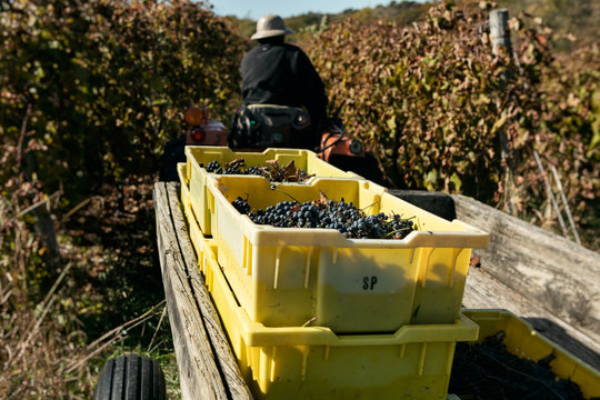 Tractor Pulls Boxes Of Grapes Through Field