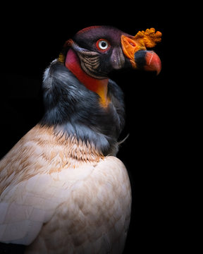 king vulture