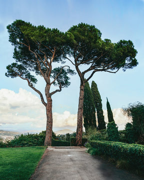 Iconic maritime pines with florentine hills on the background