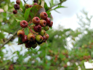 photo of chokeberry ripening on a branch on a cloudy day