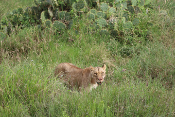 africa, safari, fun, travel, girl, animal