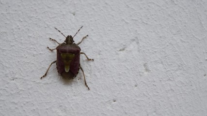 A worm from the bug family on the white wall of the building.