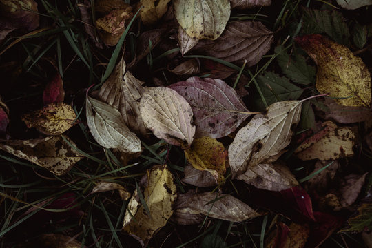 Autumn leaves on floor