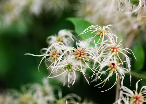 Macro of Clematis vitalba flowers on the plant