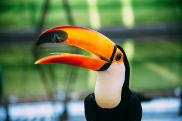 オオハシのアップ © BeeHead