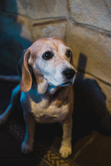 Cachorro de perro raza beagle 