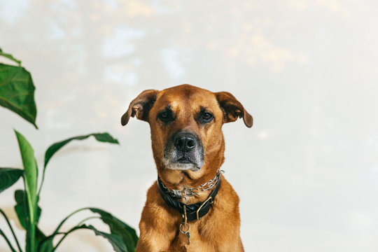Headshot of big brown dog