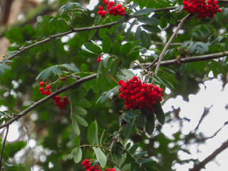red berries on a branch