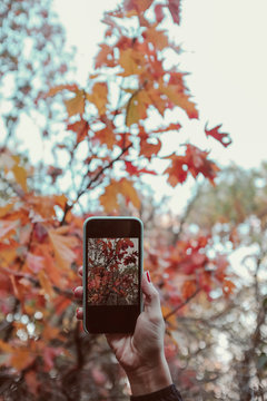 Taking photo of the autumn leaves