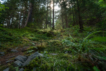 Obraz premium Forest in France