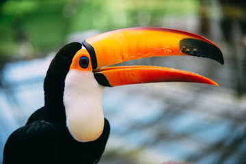 Fototapeta premium オオハシのアップ