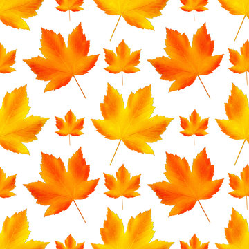 Seamless autumn pattern. Fallen leaves on white background, isolated