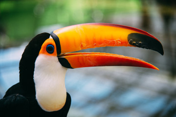 Naklejka premium オオハシのアップ