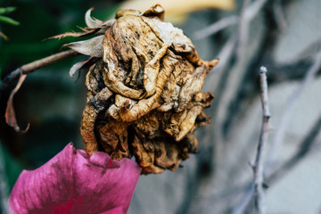 Flor muerta