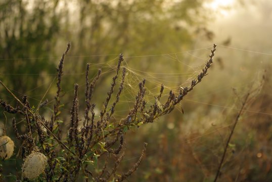 Dry grass in the morning. Morning dew on the grass. Mysterious and hazy view of trees and water through a spider web with dewdrops in the morning.