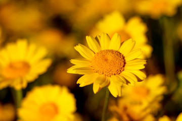 Bela flor amarela num campo de flores