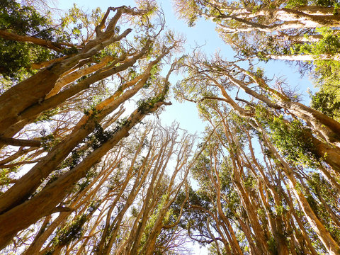 Bosque de Arrayanes Villa La Angostura