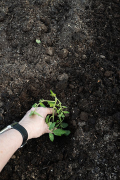 Tomato seedlings being planted out in vegetable garden