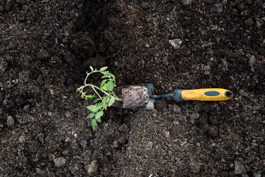 Tomato seedlings being planted out in vegetable garden