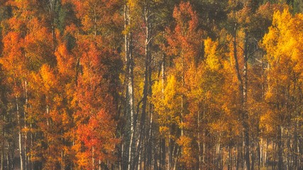 autumn leaves background