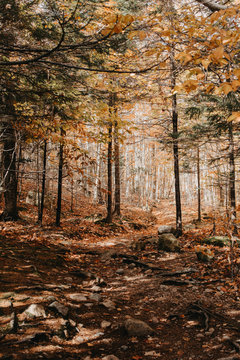 Leaves changing in a wooded forest for autumn