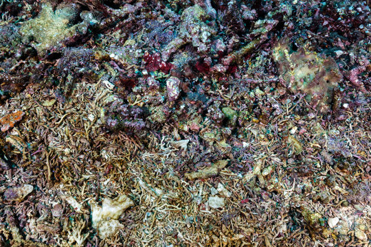 Coral reef destroyed after tsunami wave