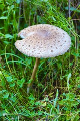 fly agaric mushroom